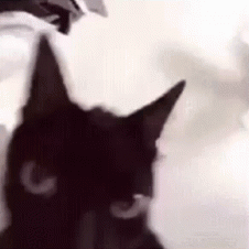 Evil Cat