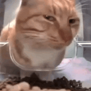 Staring Cat