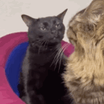 Cat Memes