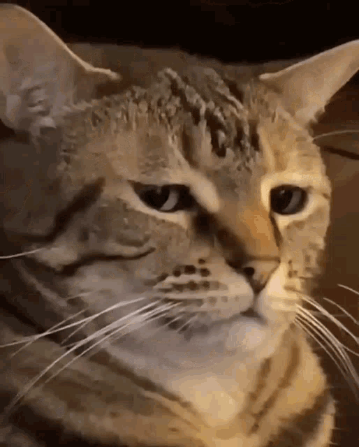 Seriously Cat